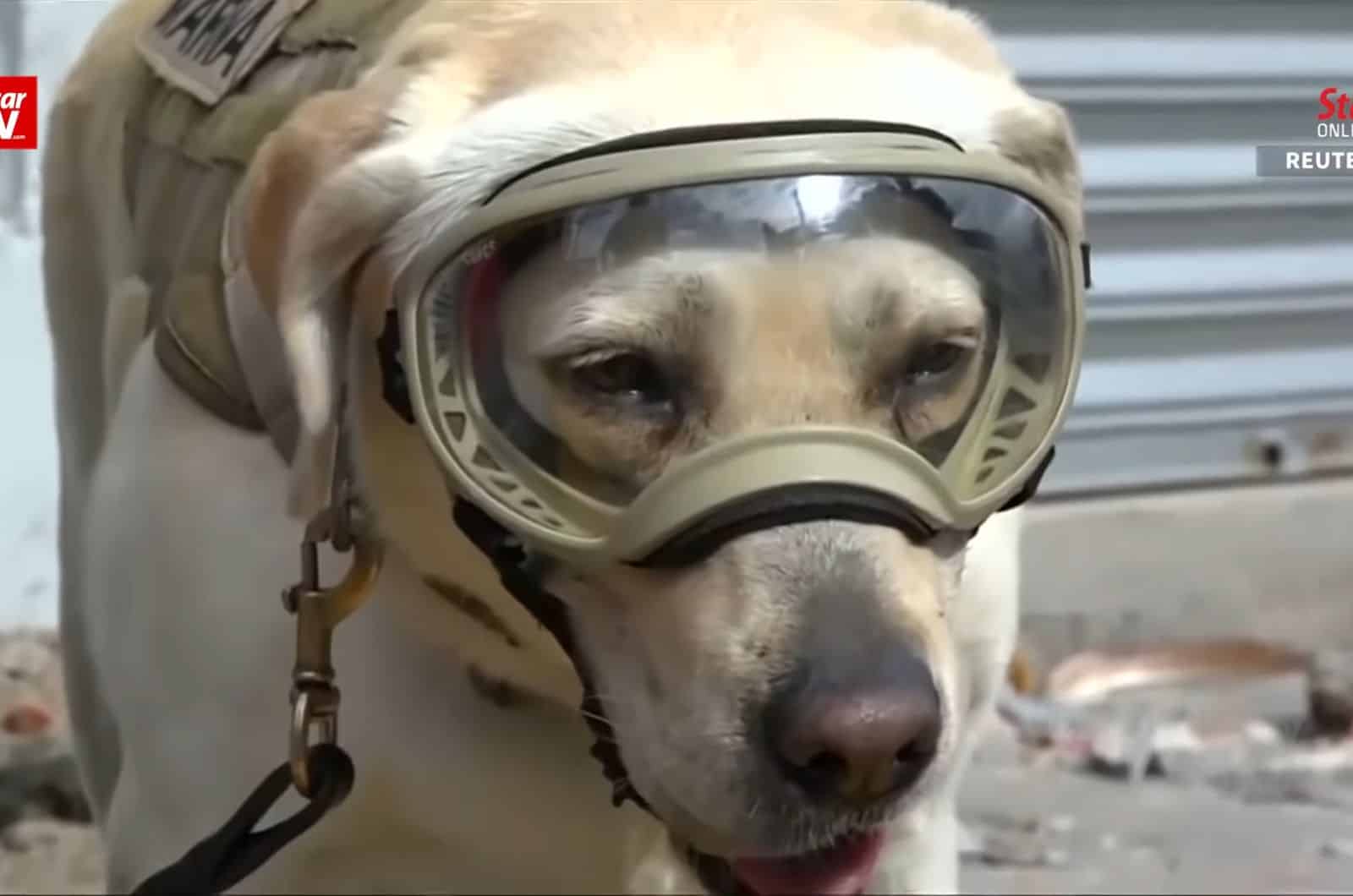 Frida, Mexican Search And Rescue Lab, Is The Symbol Of Heroism