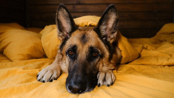 German Shepherd Ear Infections Are Not A Piece Of Cake 