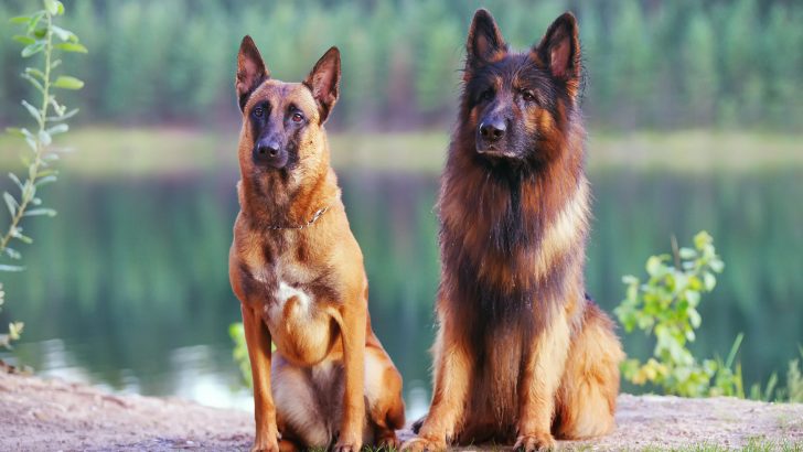 German Shepherd Vs Belgian Malinois: The Guard Dog Debate