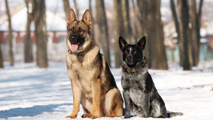 German Shepherd Vs Blue Heeler Dog: The Big Herding Debate