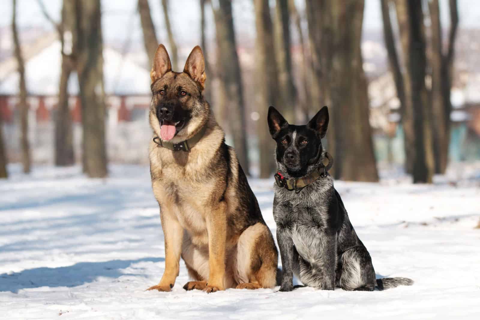 German shepherd dog and Australian cattle dog heeler on the walk in the winter