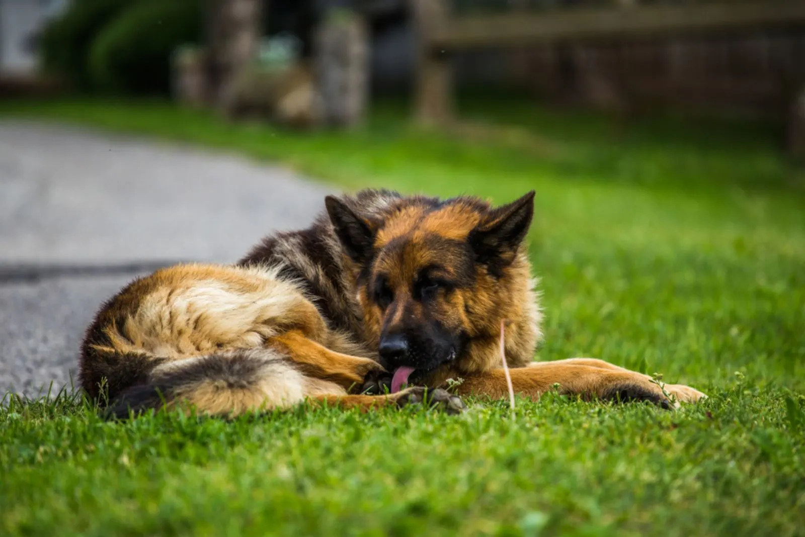 German Shepherd dog lying on the grass and licking his paw.