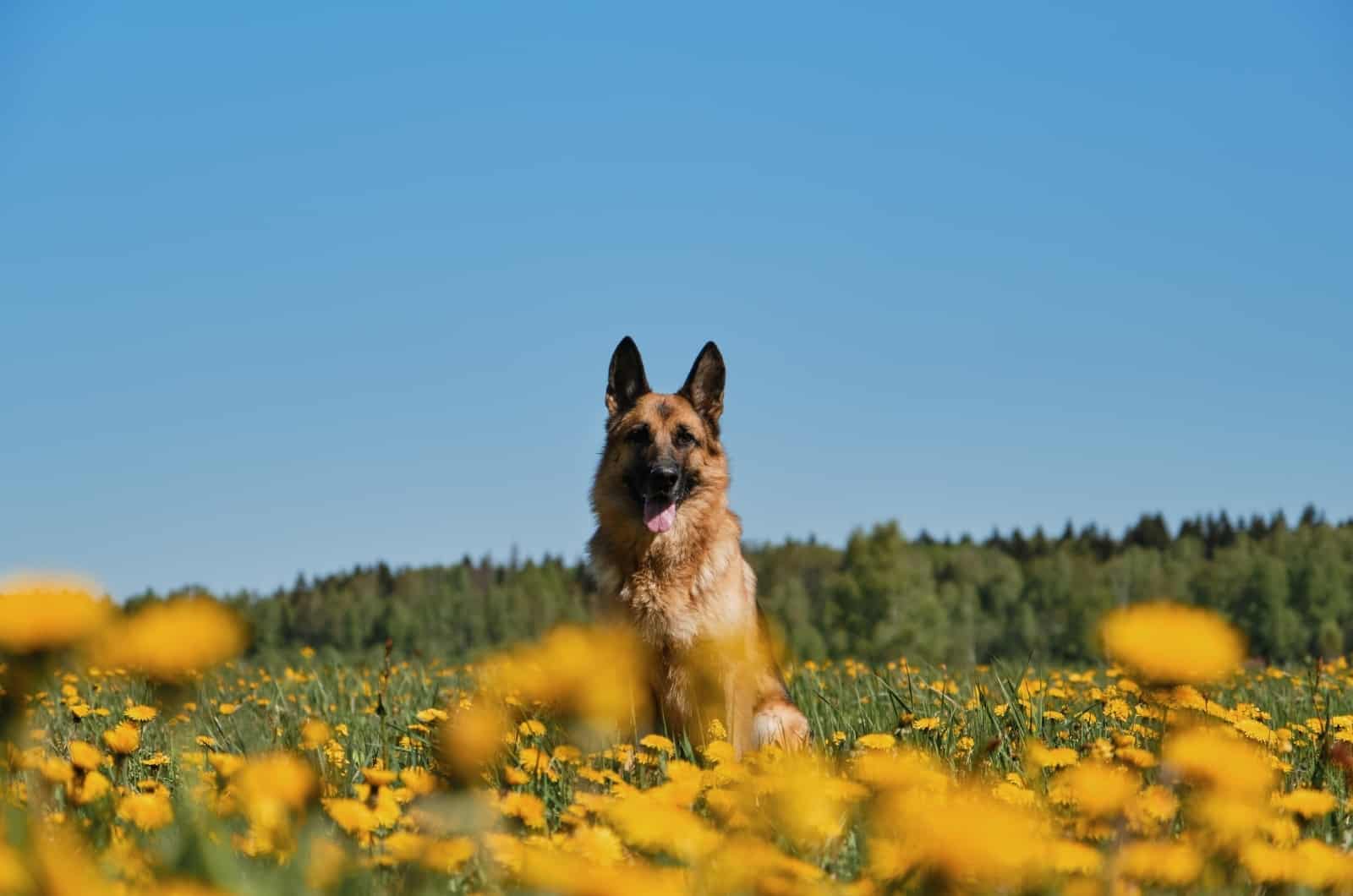 German Shepherd in flower field
