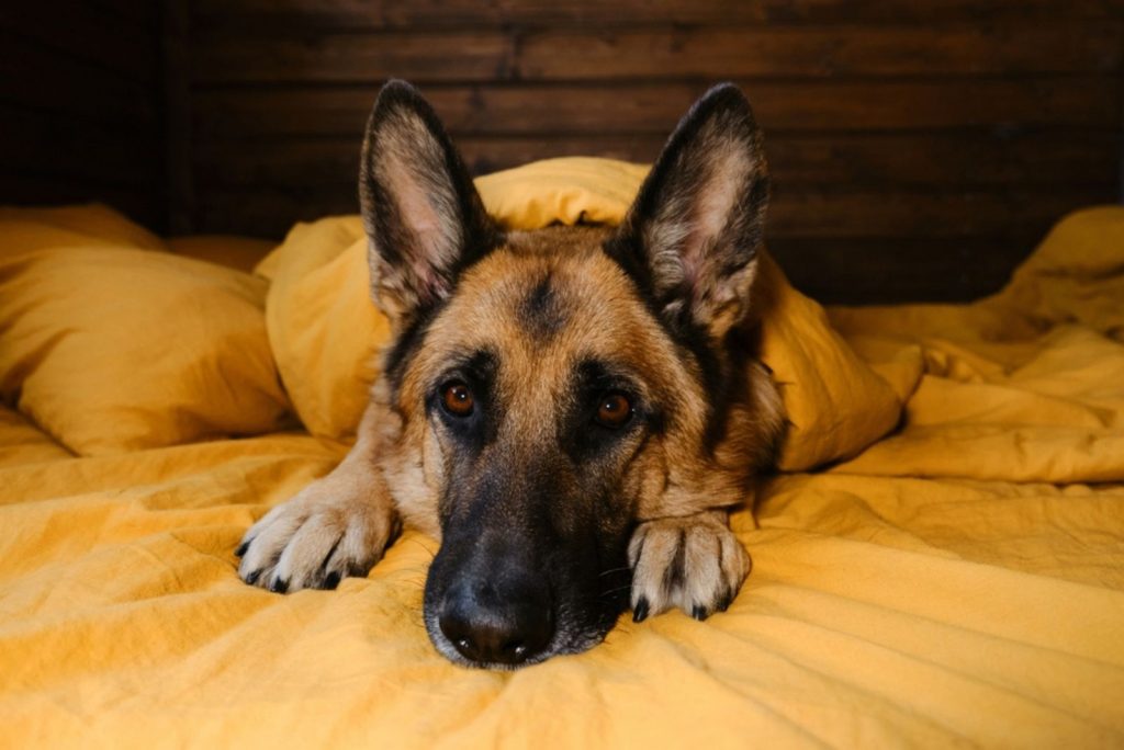 German Shepherd is lying on yellow bedding