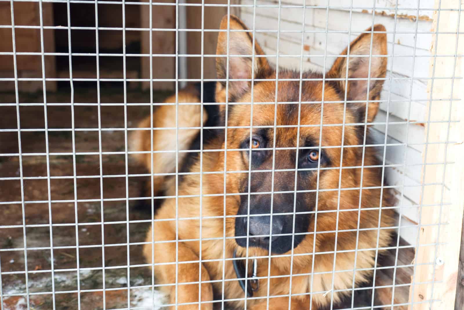 German Shepherd lying in crate