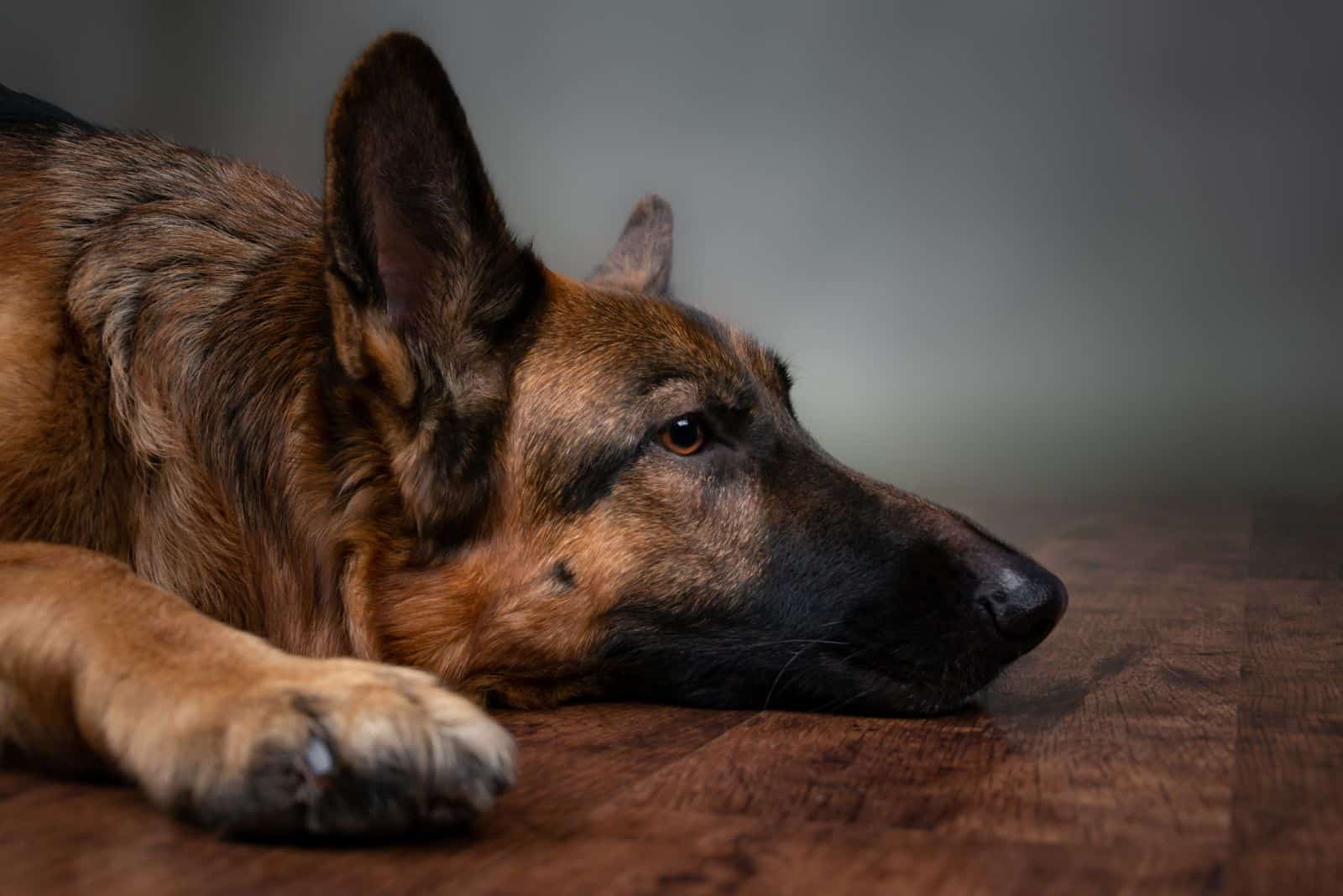 German Shepherd sad lying on the floor