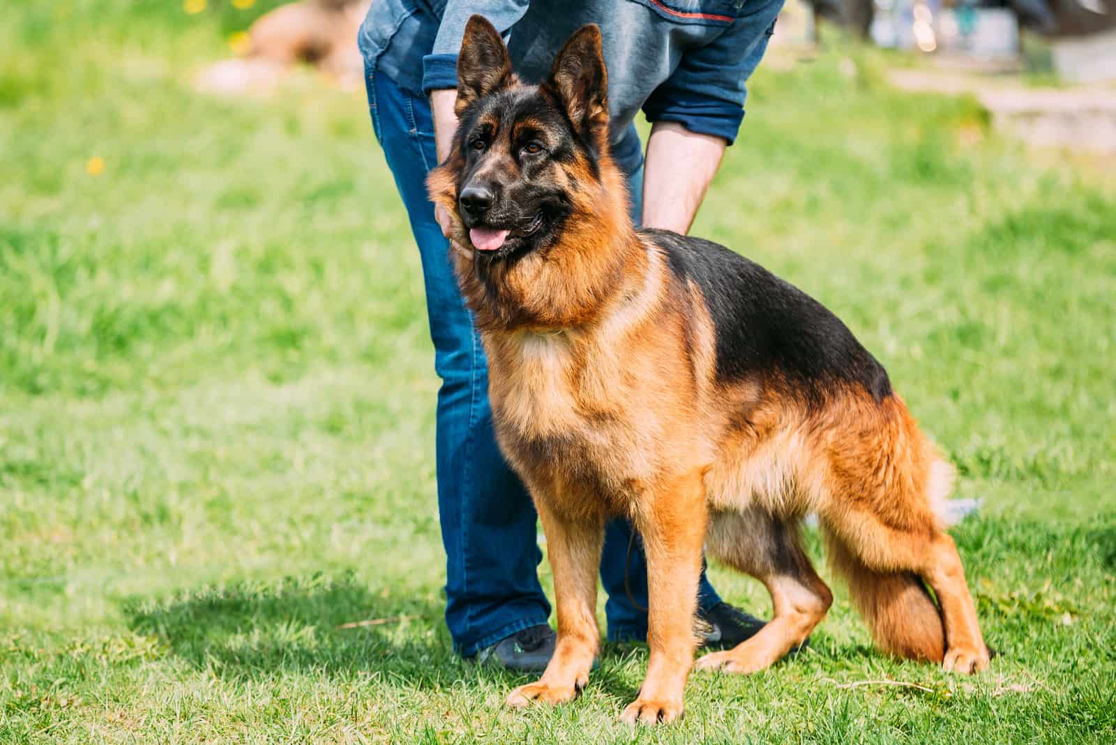 German Shepherd standing outside with owner