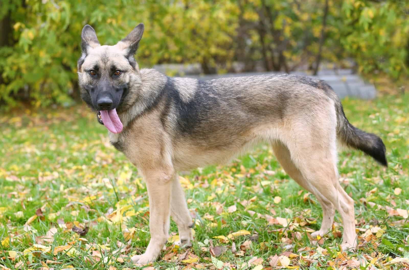 German Shepherd standing outside