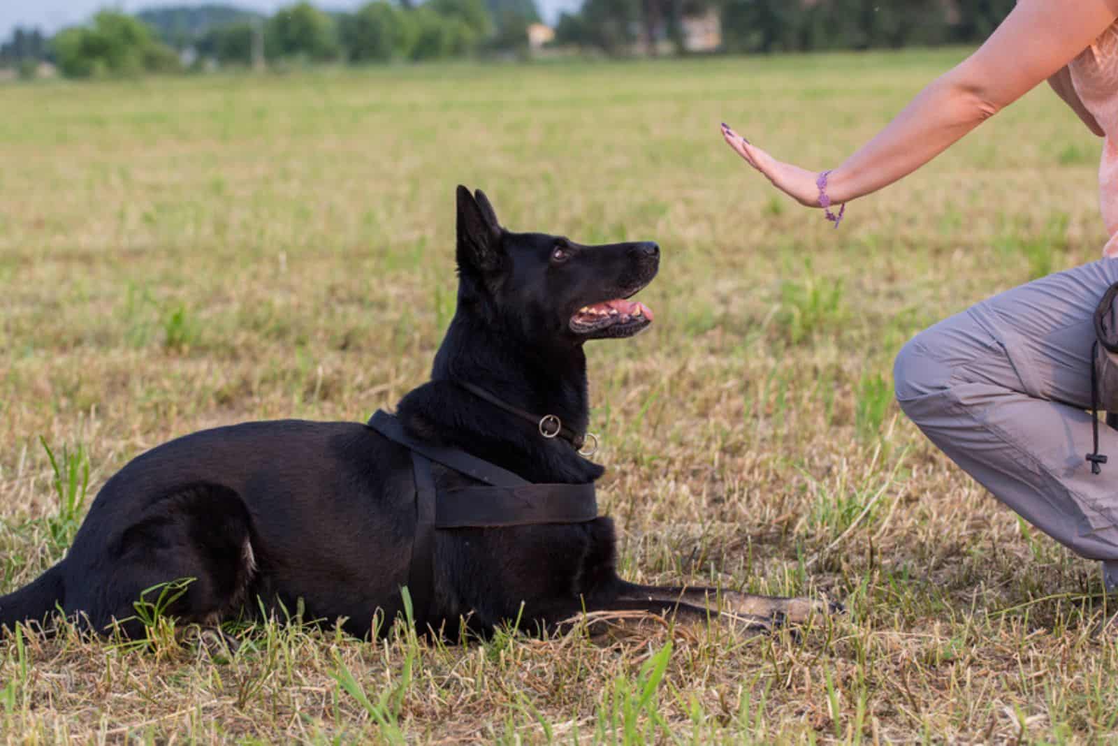 German Shepherd training 