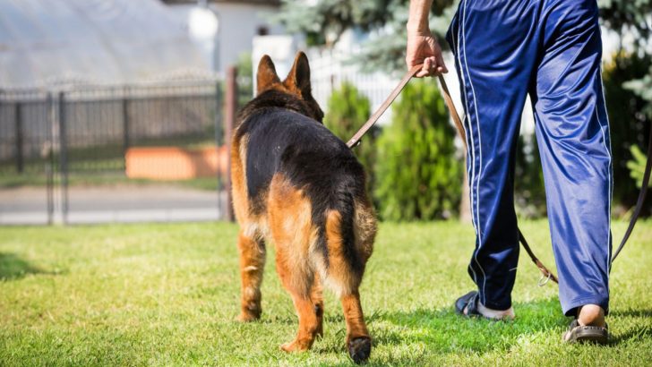 German Shepherd’s Back Legs Close Together And The Controversy