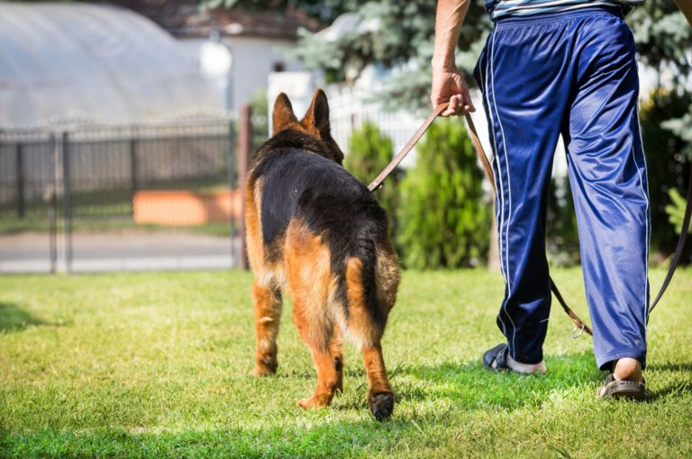 german shepherd dog walking with owner