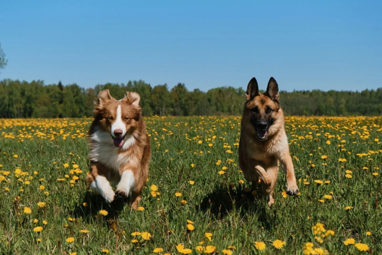 German and Australian Shepherd dogs are running merrily in field of yellow dandelions
