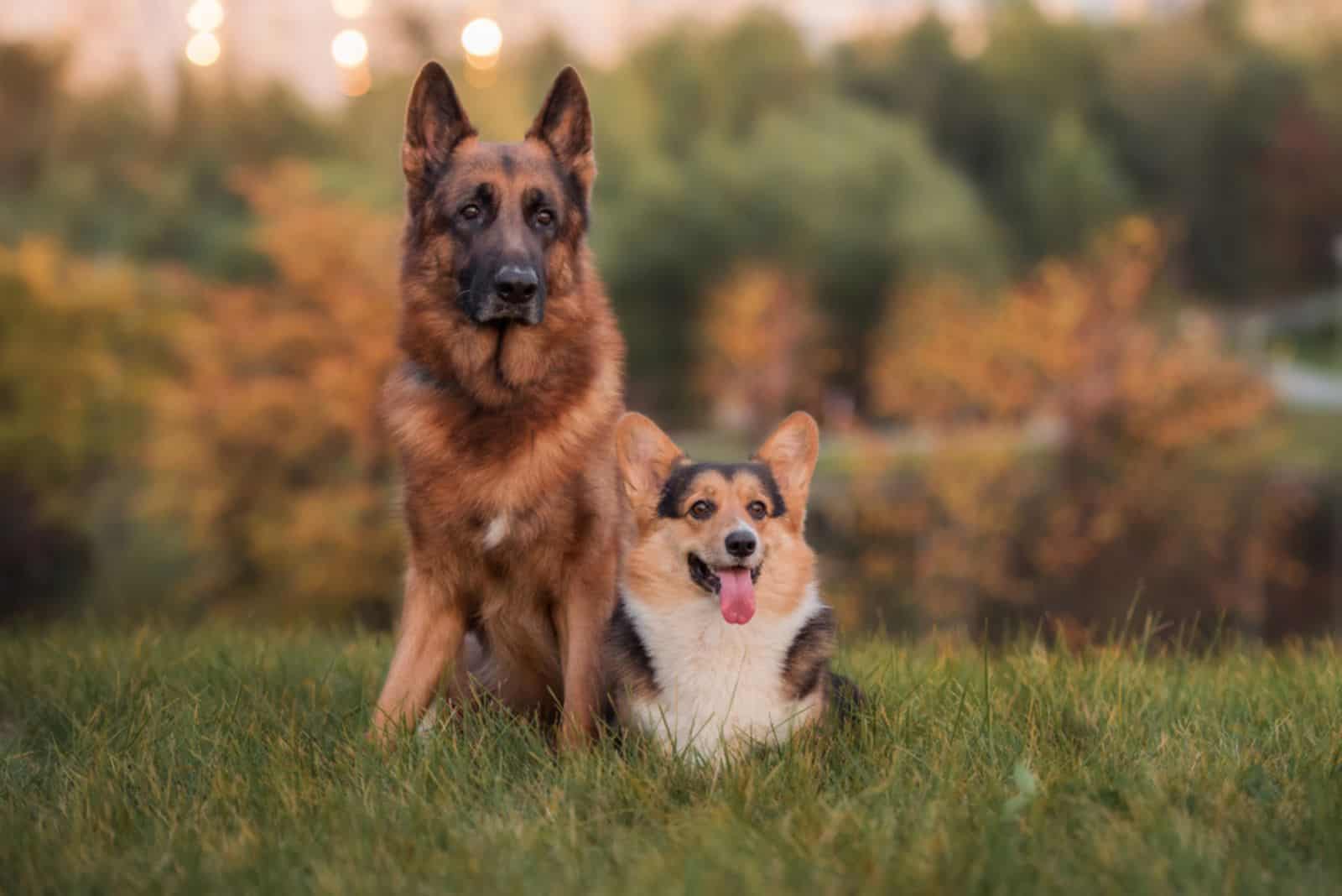 German shepherd and welsh corgi pembroke on grass