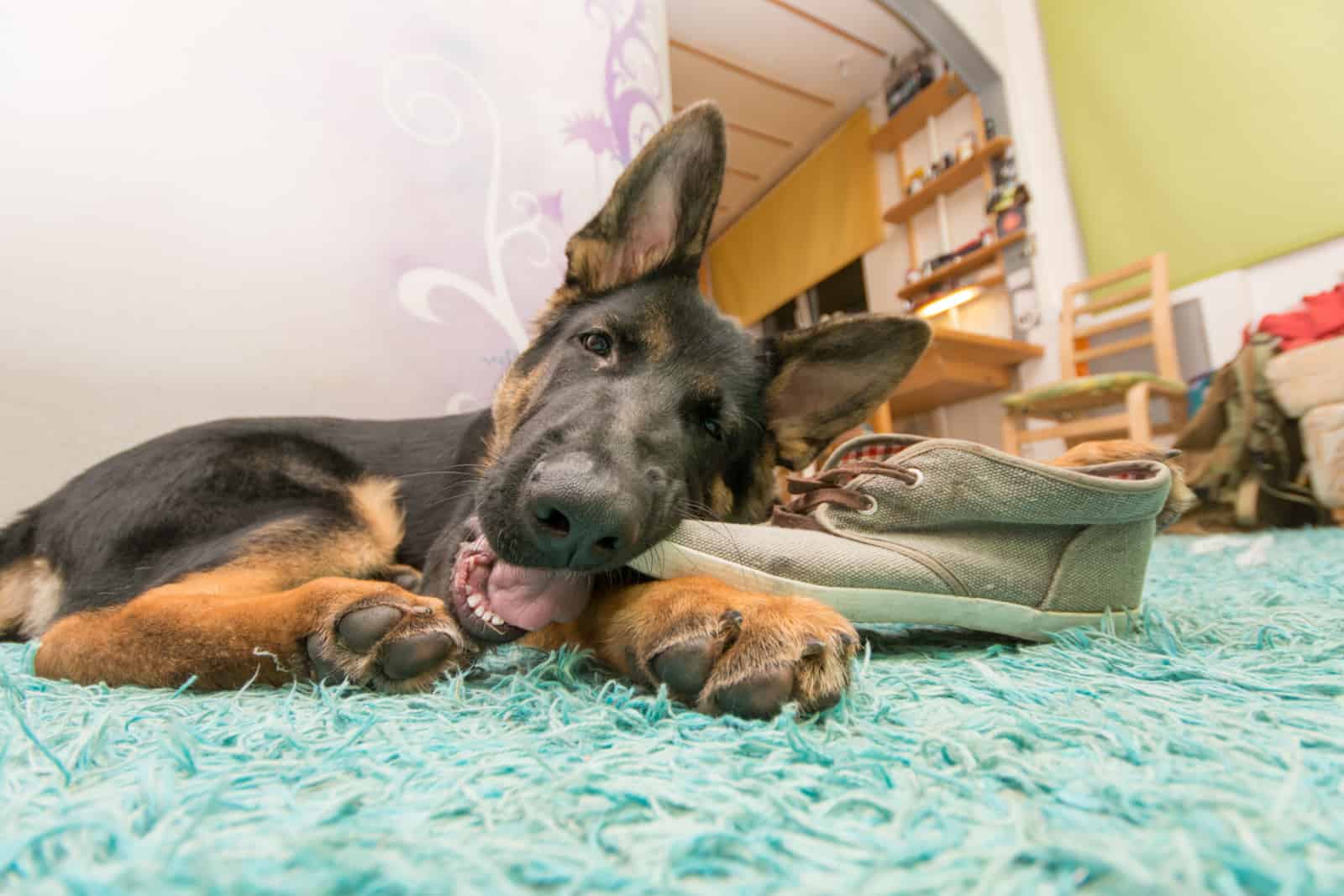 German shepherd puppy, eating shoes