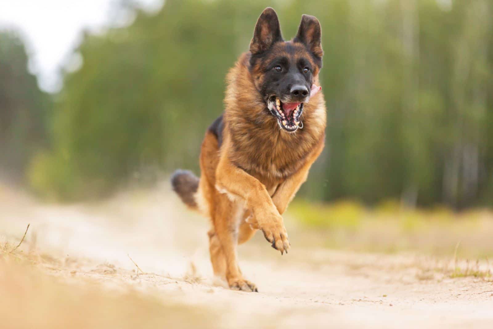 German shepherd running in summer landscape