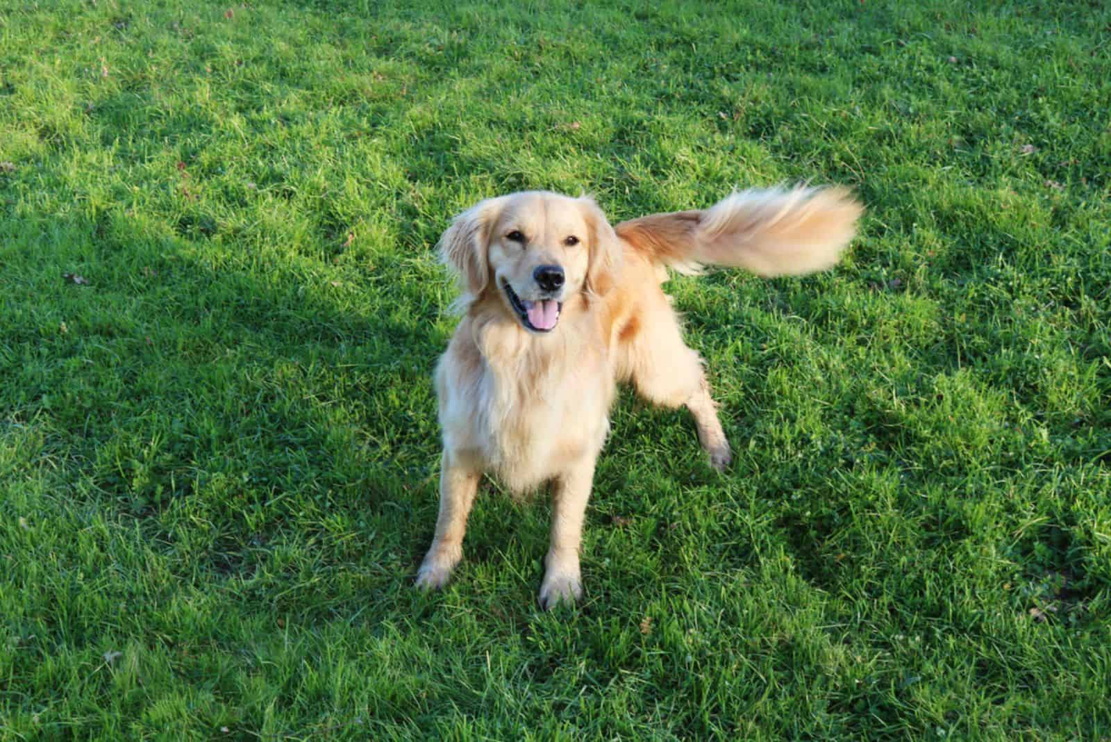 Golden Retriever Wagging Tail