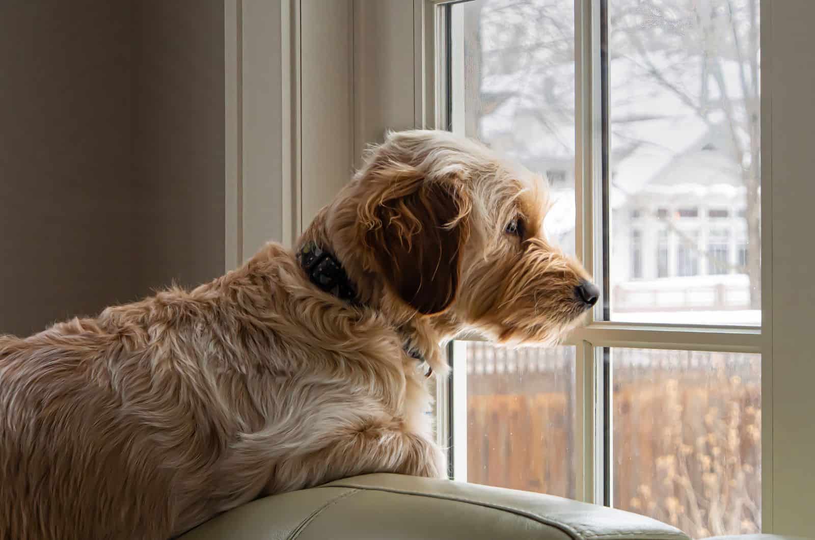 Goldendoodle looking through window