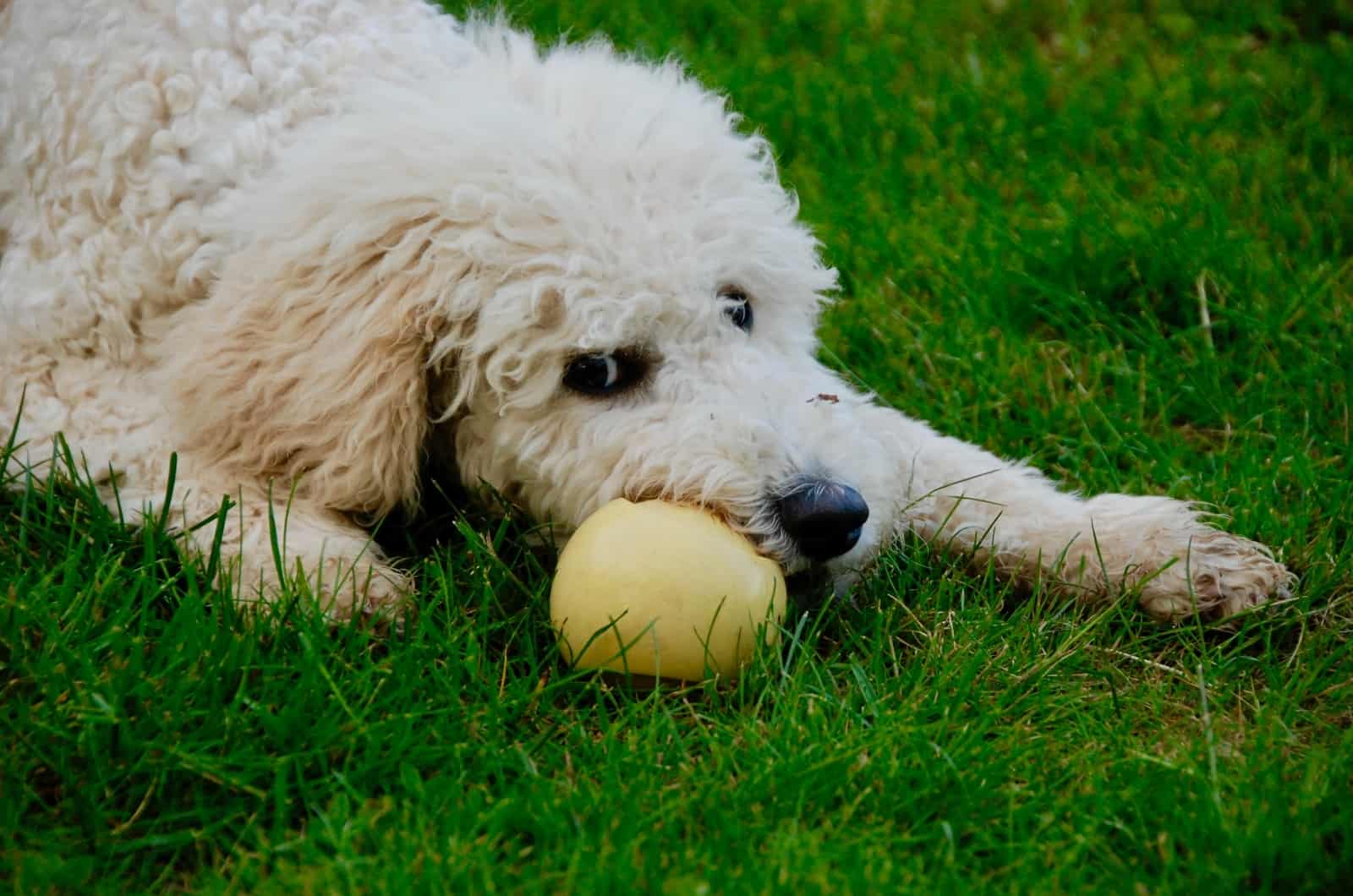 Goldendoodle playing with ball