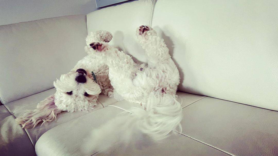 Goldendoodle sleeping on his back on the couch