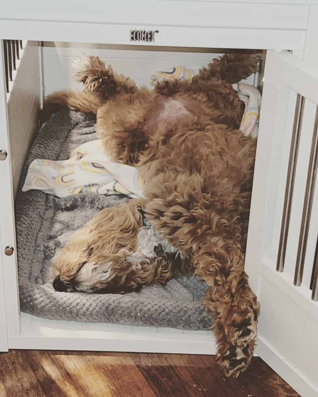 Goldendoodle sleeps on his back in his bed