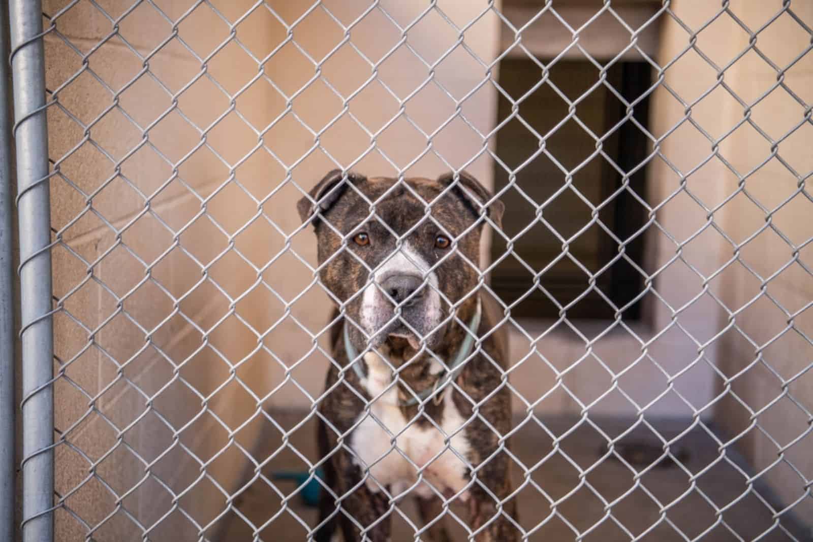 Gray Brown and White Adult Mixed Breed Pit Bull is standing in the shelter