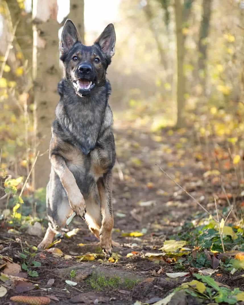 Gray German Shepherd is playing in the forest