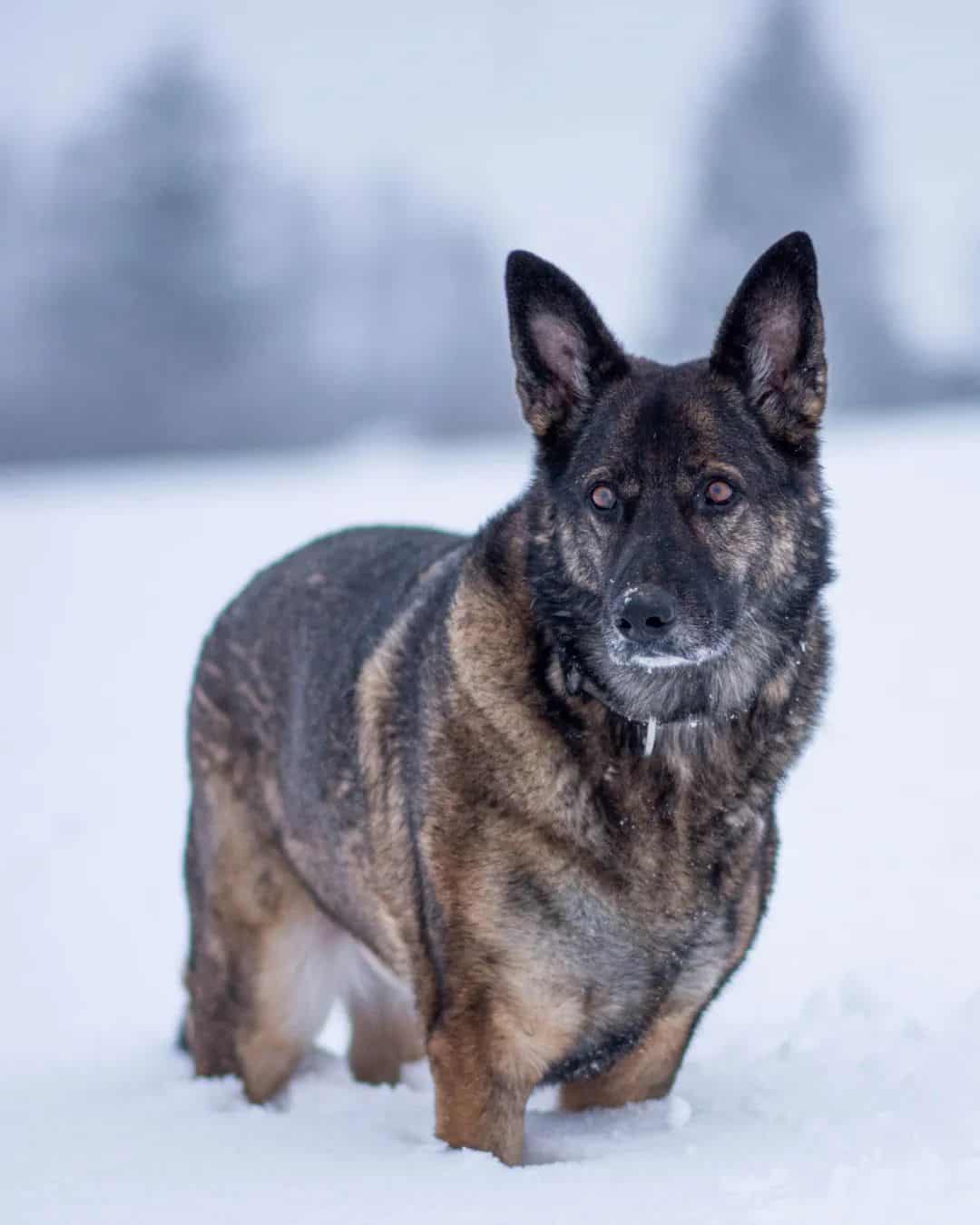 Gray German Shepherd standing in the snow