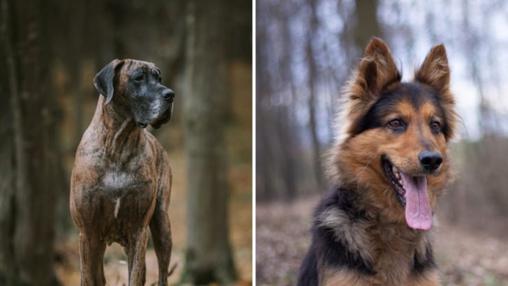 Great Dane Vs German Shepherd: Who’s A Better Family Dog?