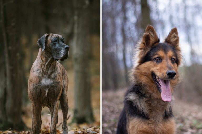 great dane vs german shepherd