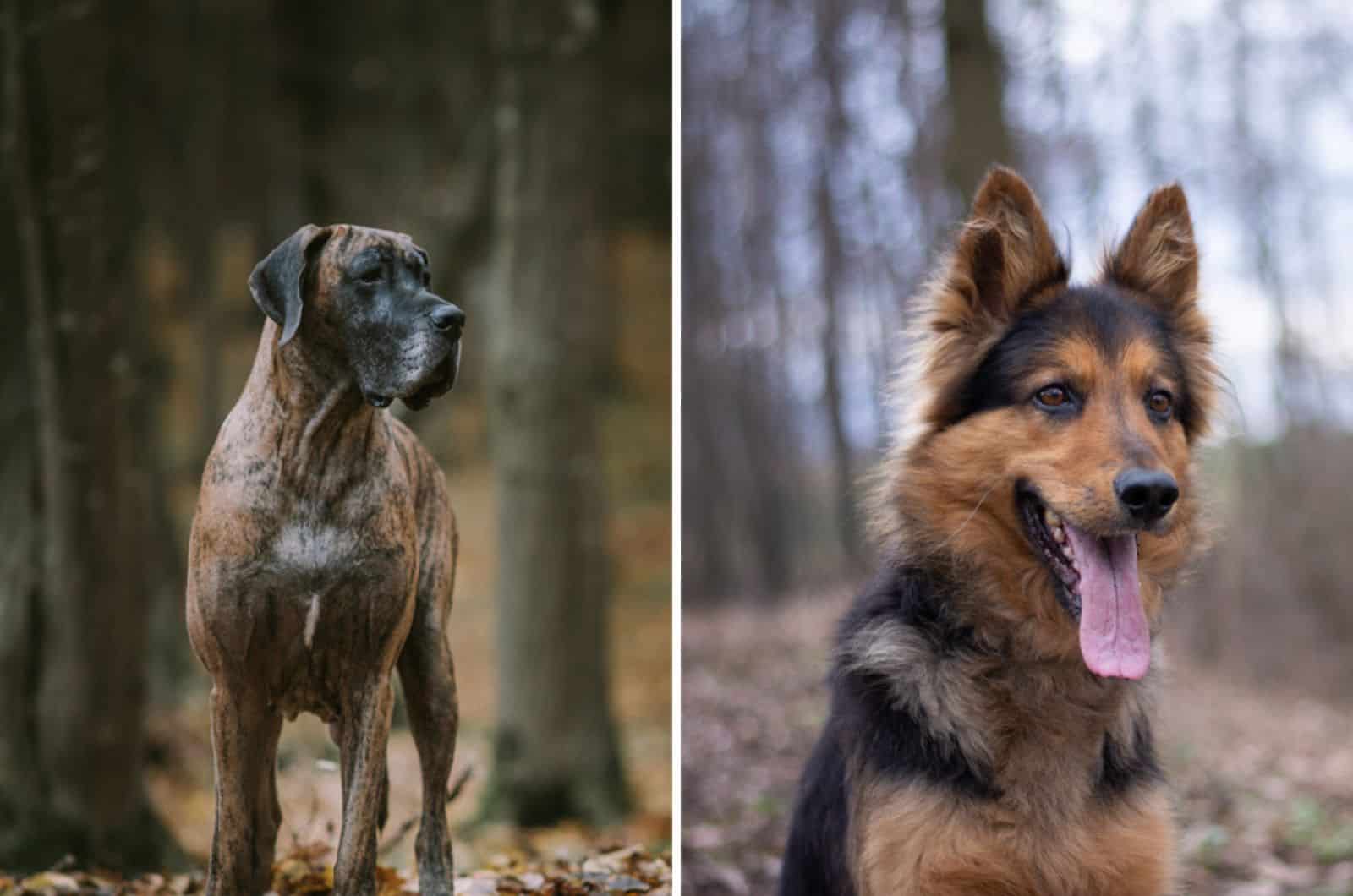 great dane vs german shepherd