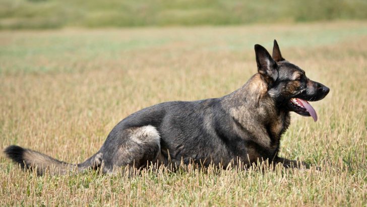 Grey German Shepherd Still Has A Colorful Heart