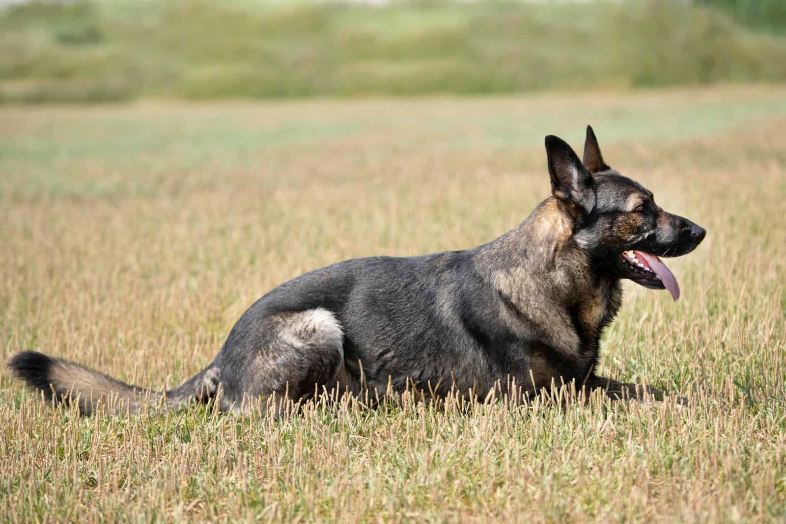 Grey German Shepherd Still Has A Colorful Heart