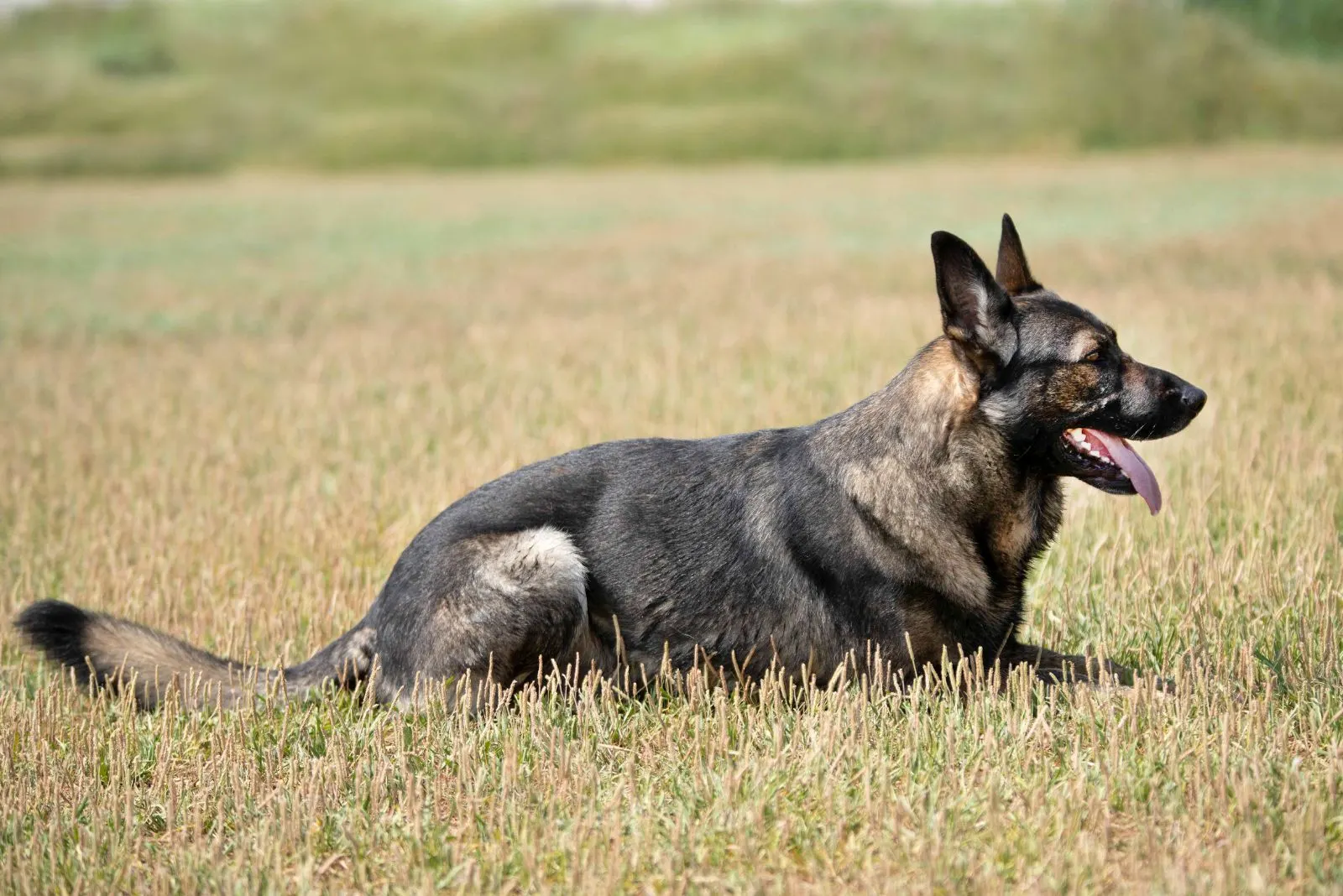 Gray German Shepherd lying on the grass with his tongue out