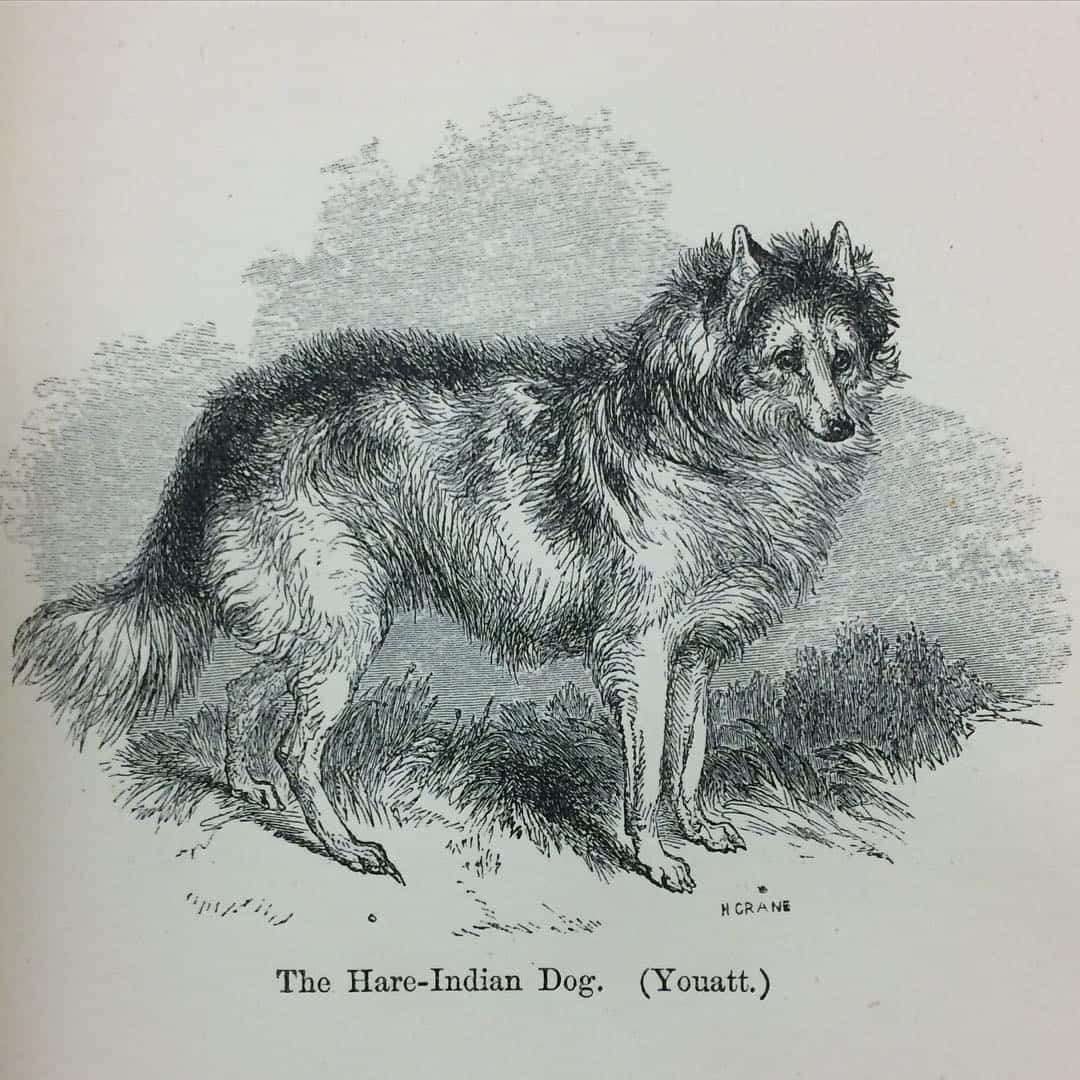 Hare Indian dog