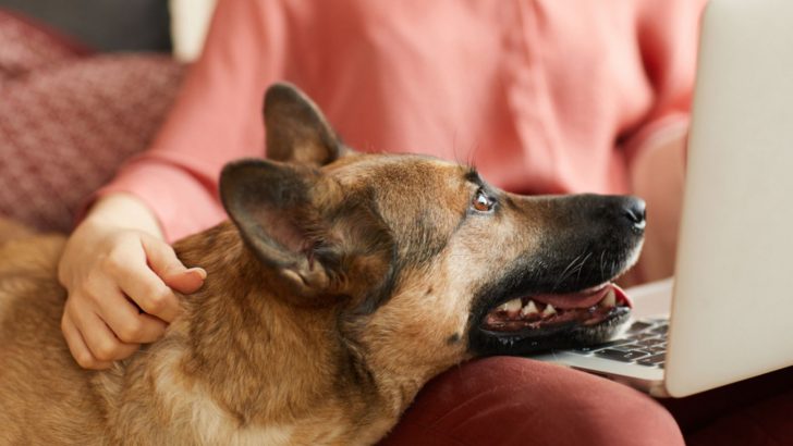 Here Are 7 Explanations Why Are German Shepherds So Clingy