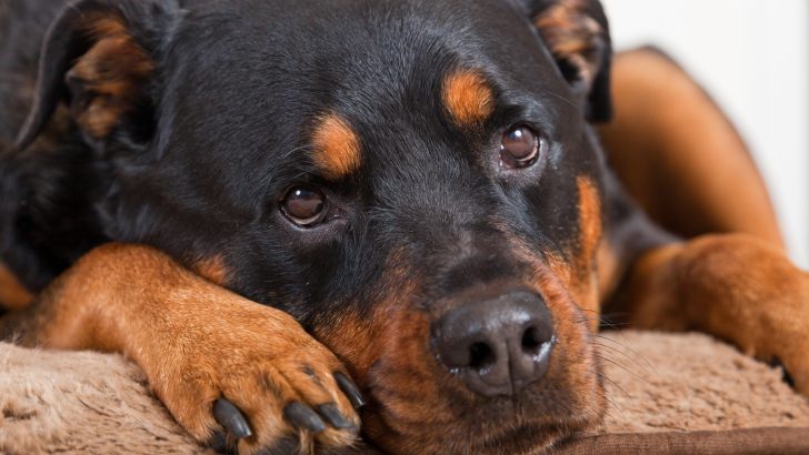 Hip Dysplasia In Rottweilers Is More Serious Than You Think