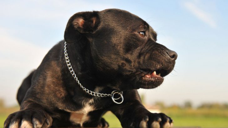 How Do Pitbulls Become Aggressive At New Homes