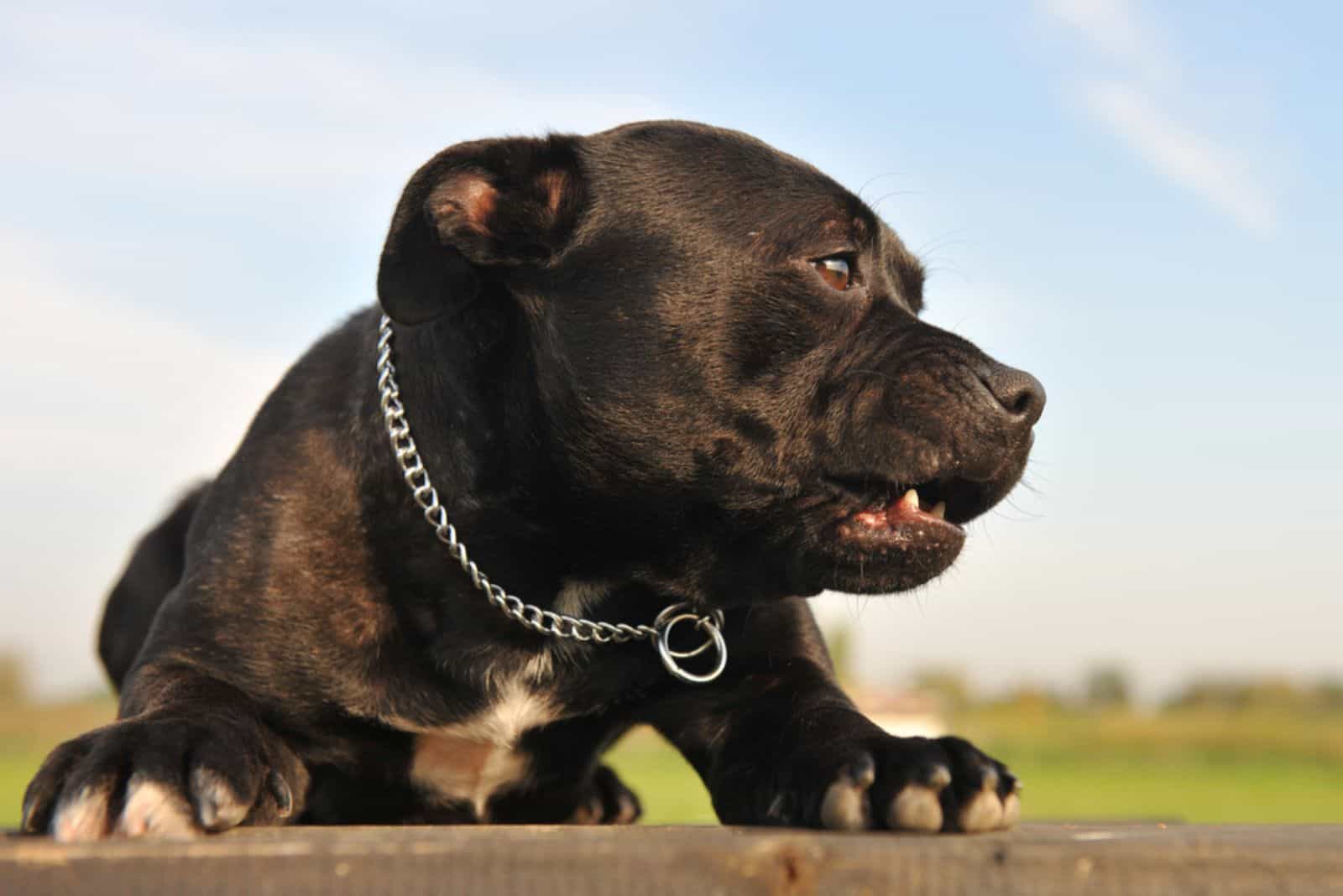 staffordshire bull terrier angry and laid down