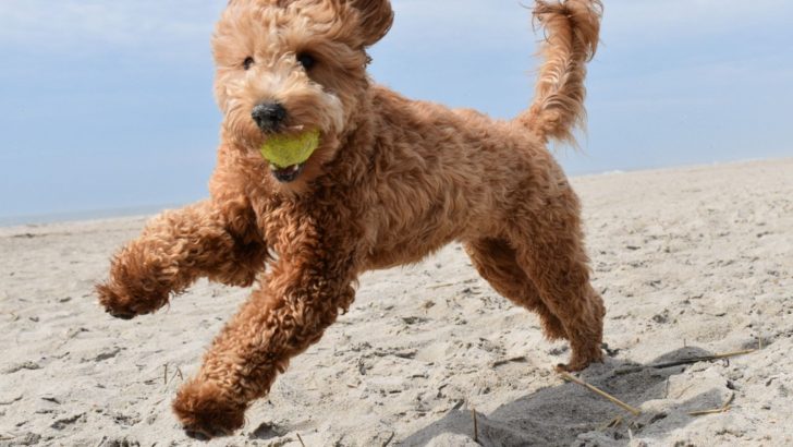 How Much Exercise Does A Goldendoodle Need, And Which Kinds?