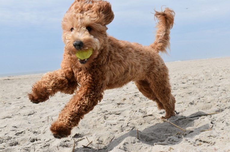 golden doodle puppy playing with ball on beach