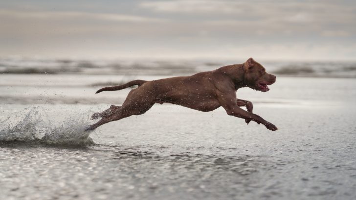 How Much Exercise Does A Pitbull Need? All You Can Give