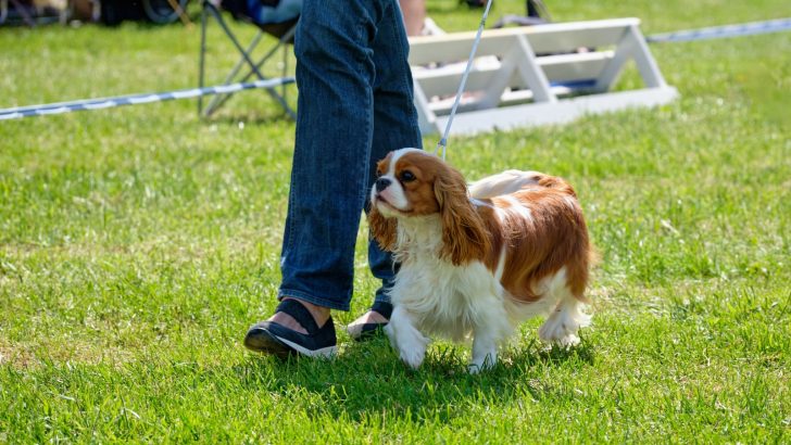 How Often Should Cavalier King Charles Pooches Go For A Walk?