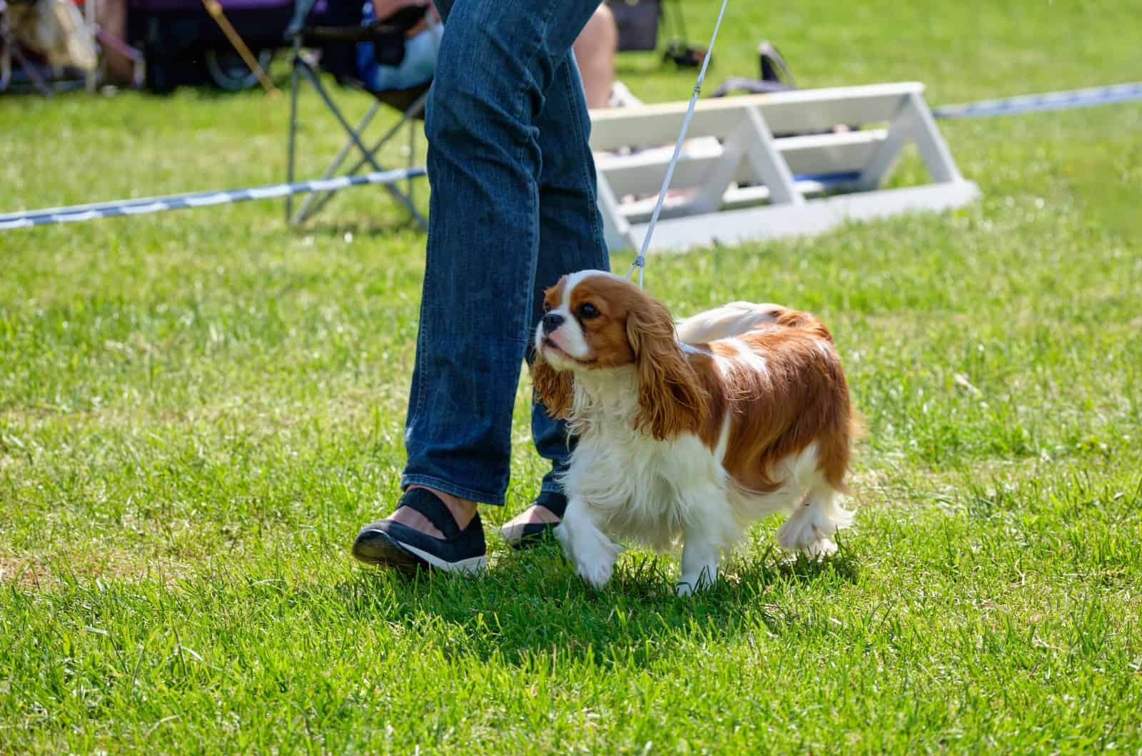 Cavalier King Charles walking outside with owner