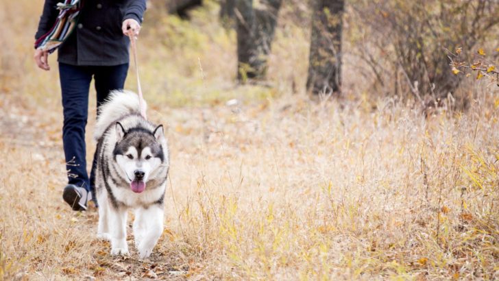 How Often Should You Walk A Husky + Exercise Tips