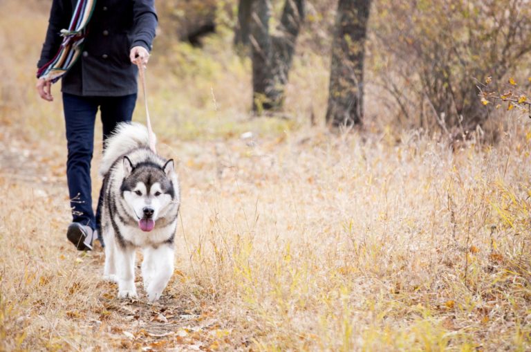 man walking with a dog husky