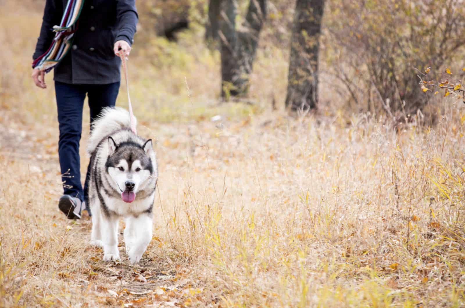 How Often Should You Walk A Husky + Exercise Tips