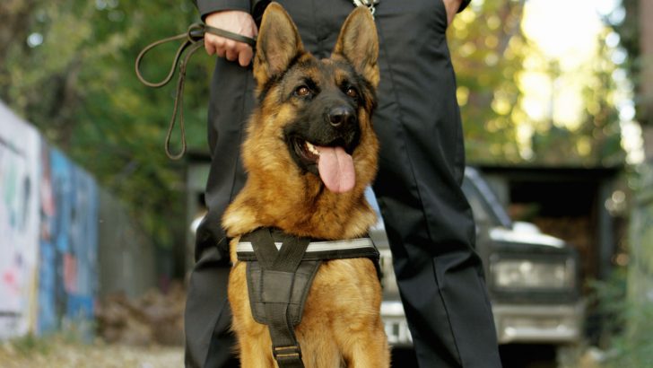 How Smart Are German Shepherds? See What The Judges Said