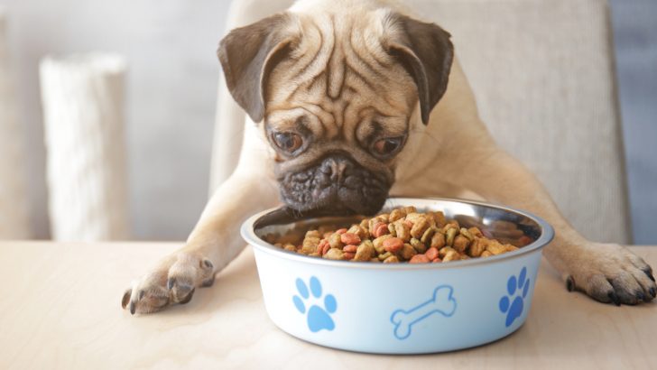 How To Build Food Drive In A Dog In 4 Steps That Really Work