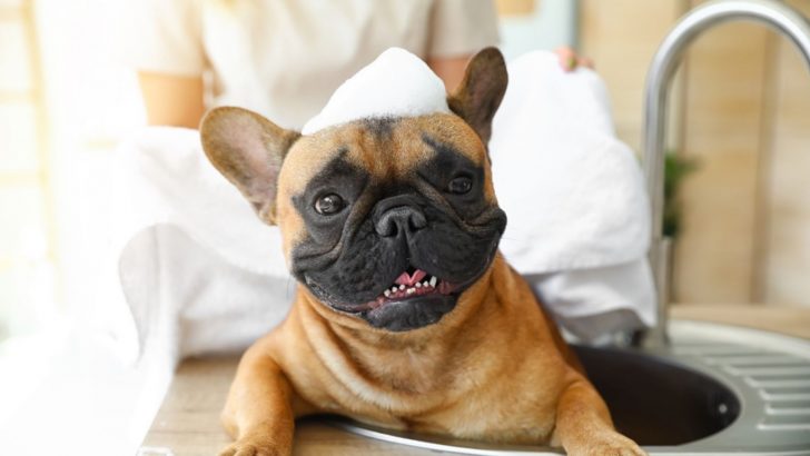 How To Clean French Bulldog Tear Stains And Prevent New Ones