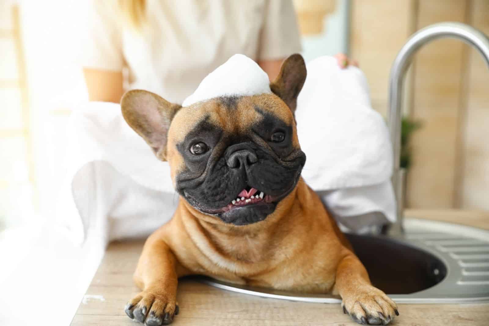 cute french bulldog in the sink